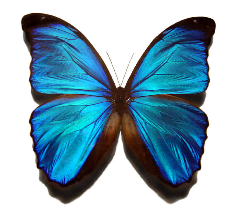 Blue_morpho_butterfly