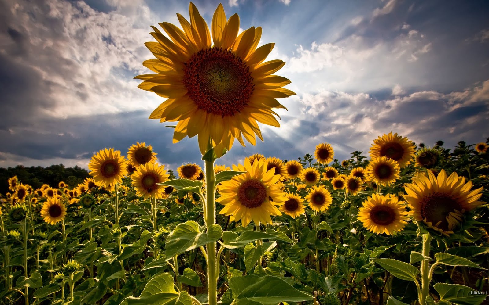 A Free IBook For Students 51 Things To Do This Summer ICTEvangelist